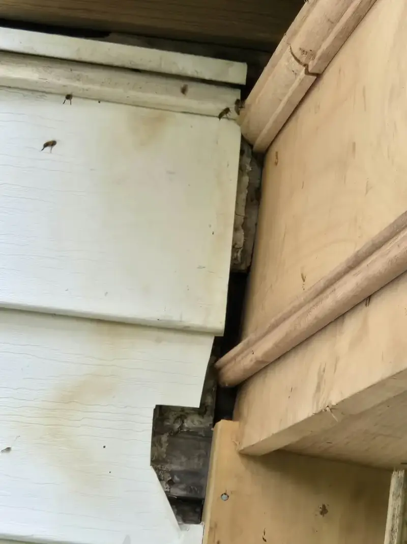 Close-up of a gap between siding and deck trim found during a pest inspection