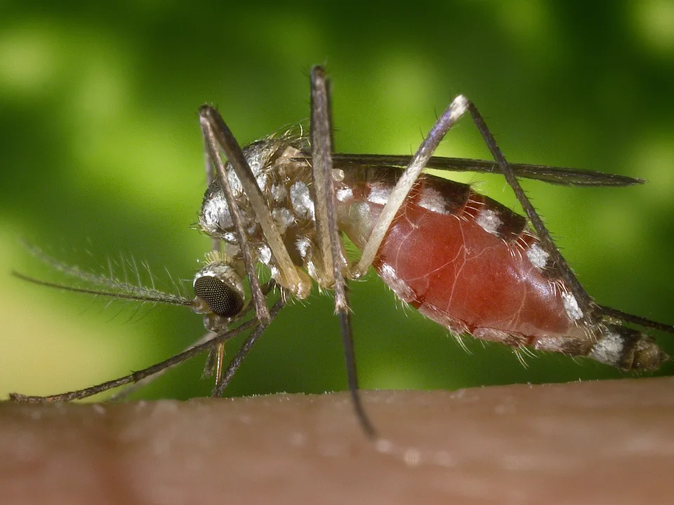 Eastern treehole mosquito (Aedes triseriatus) feeding on skin