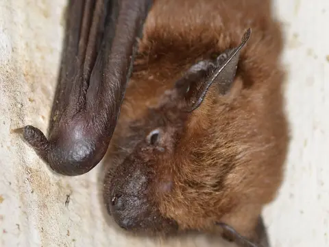 Big brown bat held in a gloved hand