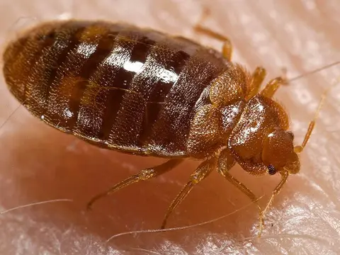 Bed bug on skin