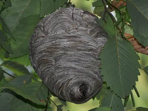Large gray papery bald-faced hornet nest