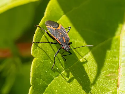Black and red boxelder bug