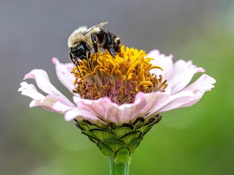 Common eastern bumble bee on a zinnia