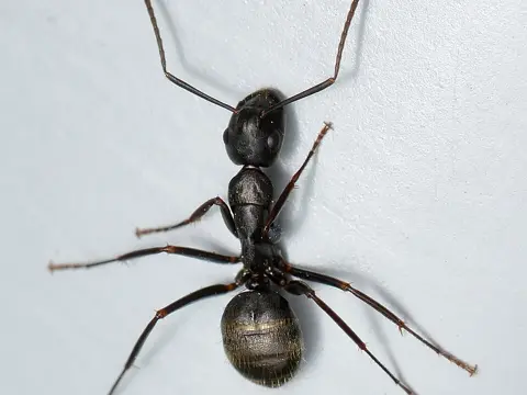 Black carpenter ant on wood