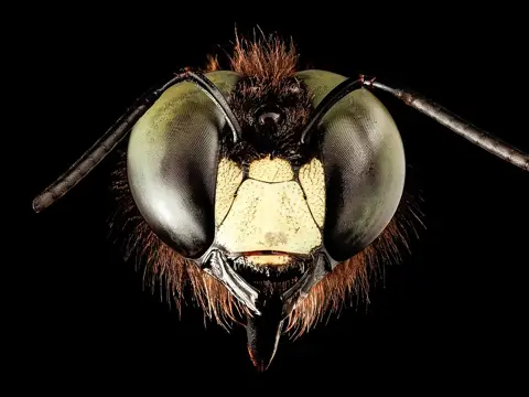 Face of a male eastern carpenter bee