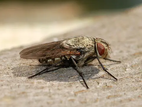 Cluster fly resting on a leaf
