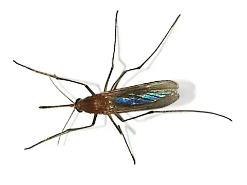 Northern house mosquito (Culex pipiens) resting on a surface