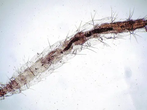 Flea larva, magnified