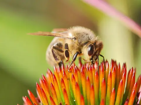 Honey bee on a flower