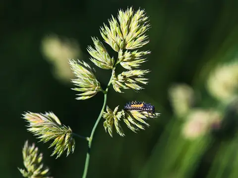Orange multicolored Asian lady beetle