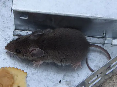 House mouse on the ground