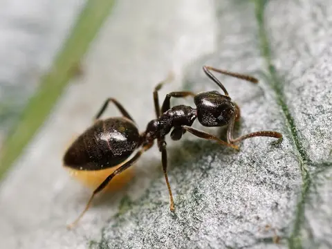 Odorous house ants feeding