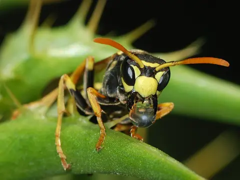 Paper wasp on its open comb nest