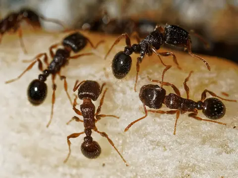 Pavement ants on the ground