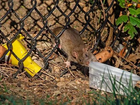 Norway rat next to a food container