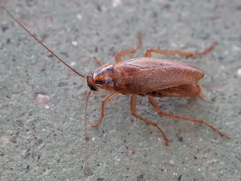 Cockroach on a floor