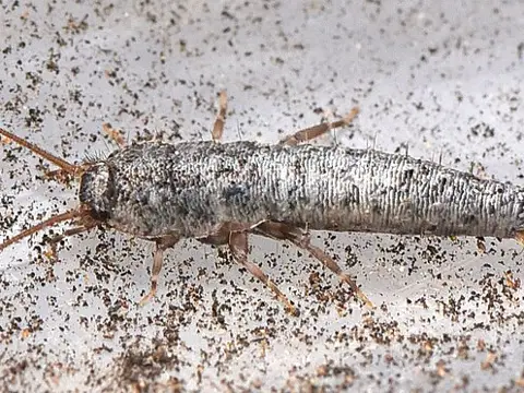 Silverfish on a textured surface