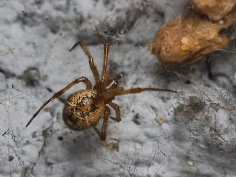 Common house spider