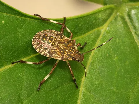 Brown marmorated stink bug nymph