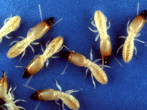 Eastern subterranean termite workers