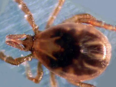 Close-up photo of a brown blacklegged (deer) tick on a pale blue background