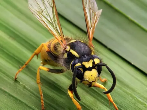 Yellow and black yellowjacket wasp