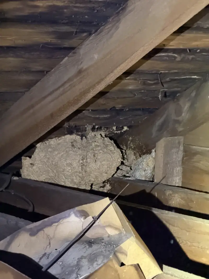 Wasp nest found in deck joists