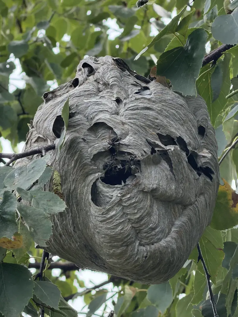 Large bald-faced hornet nest hanging in a tree