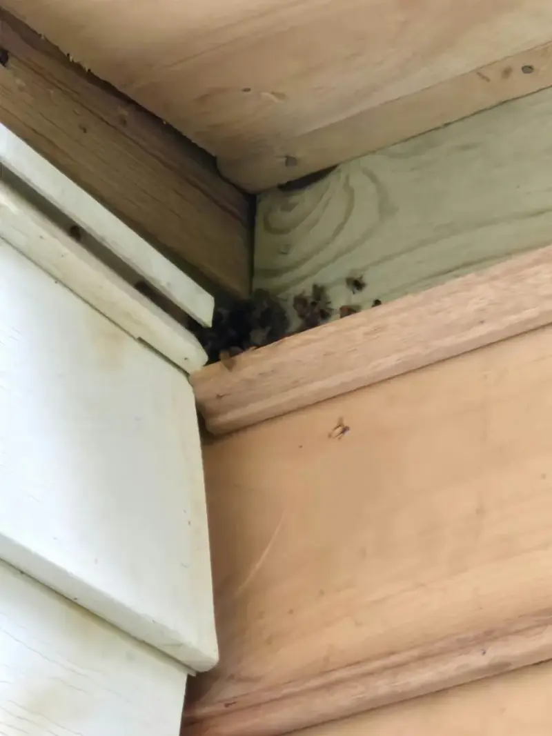 Wasps clustered in a gap between siding and deck trim